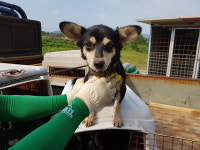 전남 고흥군 풍양면사무소에서 흰검색 강아지 발견 보호