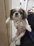 충북 청주 목련주유소에서 시츄 발견 보호