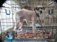 서울 금천구 독산동 금천체육공원에서 검흰갈색 강아지 발견 보호