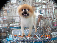 서울 은평구 통일로 롯데마트 1층에서 포메라니안 발견 보호
