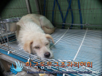 서울 노원구 상계주공 9단지 앞에서 갈흰색 강아지 발견 보호