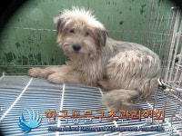 서울 노원구 상계주공9단지에서 갈색 강아지 발견 보호