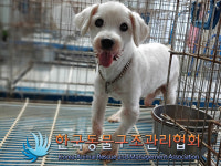 서울 강북구 번동 주공3단지아파트에서 말티즈 발견 보호