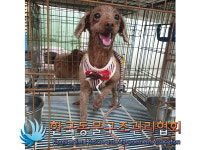 서울 강서구 방화동에서 푸들 발견 보호