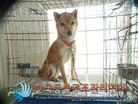 경기 동두천 동두천로에서 시바 발견 보호