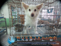 서울 은평구 구산사거리에서 갈흰색 강아지 발견 보호