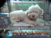 경기 포천 영북면 산정호수로에서 연갈색 강아지 발견 보호