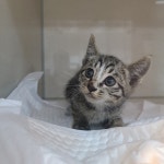 경기 부천 송내우남아파트에서 고등어색 어린 고양이 발견 보호..자동차 보닛 안에서 구조