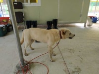 전남 보성 노동면 거석길에서 갈색 강아지 발견 보호