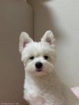 눈 제대로 못 뜨는 강아지 동물병원 데려갔더니..그냥 졸린 겁니다!