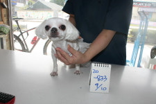 경기 안성 임광그대가에서 말티즈 발견 보호