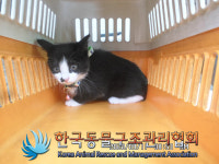 서울 성북구 정릉동 중앙하이츠2차 후문에서 검흰색 어린 고양이 발견 보호..초록 목줄에 보라색 방울