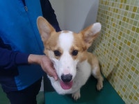 충남 아산 신창면 경희학성아파트에서 웰시 코기 발견 보호