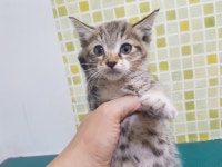 충남 아산 번영로20번지 미용실에서 고등어색 어린 고양이 발견 보호