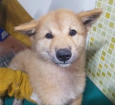 충남 아산 인주면 문방리에서 갈색 강아지 발견 보호