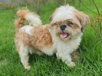 충남 논산 상월면 석종리에서 흰갈색 강아지 발견 보호