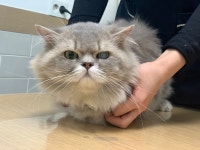 경기 부천 내동에서 페르시안 친칠라 고양이 발견 보호