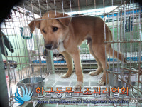경기 포천 가산면 감암리에서 갈흰색 강아지 발견 보호