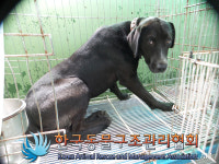 경기 포천 군내면 꽃배산길에서 검흰색 강아지 발견 보호