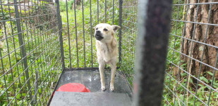 강원 강릉 사천미노리 버스종점에서 아이보리색 강아지 발견 보호