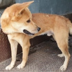 경남 창녕 남지읍 성사리에서 노란색 강아지 발견 보호