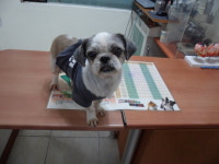 서울 양천구 신월동 서서울호수공뭔에서 시츄 발견 보호