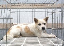 경기 여주 흥천면 능북로 마을회관에서 흰연갈색 강아지 발견 보호