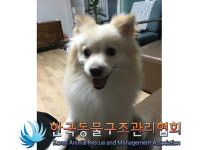 서울 강북구 인수봉로 79길 빌라에서 스피츠 발견 보호..검흰 스트라이프 옷 입고