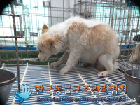 경기 포천 일동 체육문화센터 인근에서 갈흰색 강아지 발견 보호