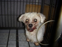 경기 오산 성호대로141에서 말티즈 발견 보호