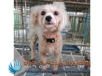 서울 강남구 일원동에서 푸들 발견 보호