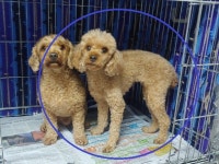 경남 창원 용호동 용지호수공원 안에서 푸들 한 쌍 발견 보호