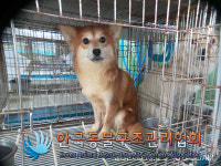 서울 성동구 옥수역 인근 한강에서 갈흰색 강아지 발견 보호