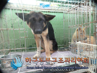 경기 양주 삼숭동 나래아파트에서 셰퍼드 발견 보호