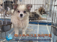 경기 동두천 생연로 현진에버빌단지 안에서 갈흰색 어린 강아지 발견 보호