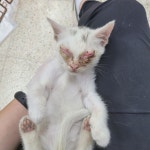 충북 청주 흥덕구 원평로에서 터키시 앙고라 믹스 발견 보호