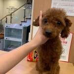 경기 부천 중원초등학교에서 푸들 발견 보호