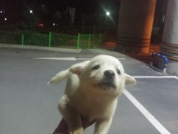 경남 창원 두척동에서 교도소 방면 도로에서 흰색 강아지 발견 보호