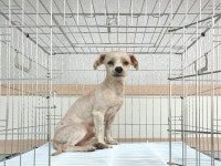 경기 이천 대월면 군량리에서 말티즈 발견 보호