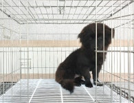 경기 이천 호법면 이섭대천로에서 검정 강아지 발견 보호