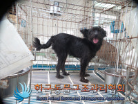 경기 양주 은현면 봉암12길에서 검정 강아지 발견 보호