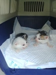 부산 중구 흑교로64에서 젖먹이 고양이 2마리 발견 보호