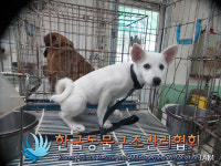 서울 성북구 장위동에서 흰색 강아지 발견 보호