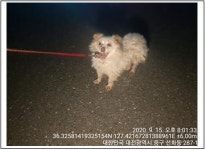 대전 중구 부사동 부사사거리에서 흰색 강아지 발견 보호