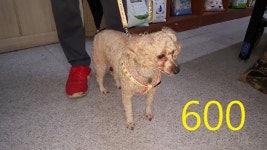 인천 계양구청 계산동에서 푸들 발견 보호