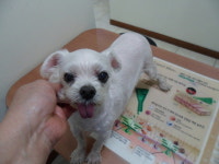 서울 양천구 신월동 서서울호수공원에서 말티즈 발견 보호