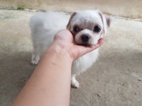 경기 안산 석수로에서 말티즈 발견 보호