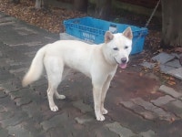 경남 창원 의창구 신방리 칠성그린아파트에서 진돗개 발견 보호