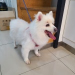 경기 부천 성주로80에서 스피츠 발견 보호