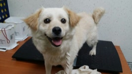 경기 수원 금곡동 홈플러스 뒷길에서 스피츠 믹스 강아지 발견 보호